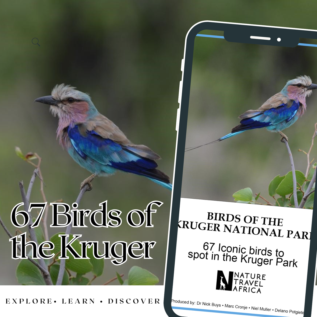 Kruger National Park Bird Guide – 67 Iconic Species. Digital PDF