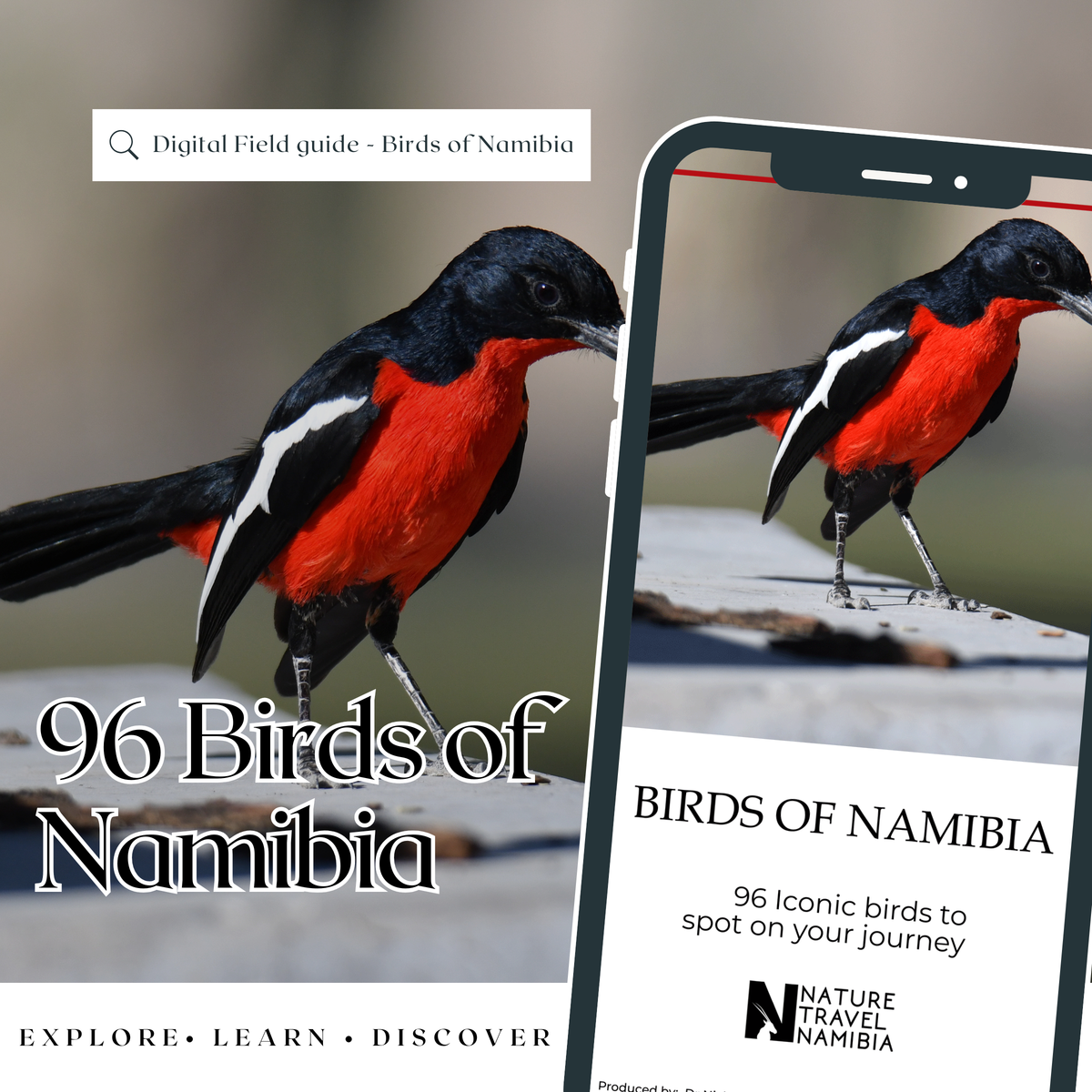 Namibia Bird Guide – 96 Iconic Species (Digital PDF)